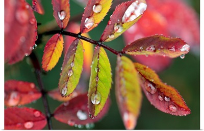 Dew On Wild Rose Leaves In Fall, Kananaskis Country, Alberta, Canada