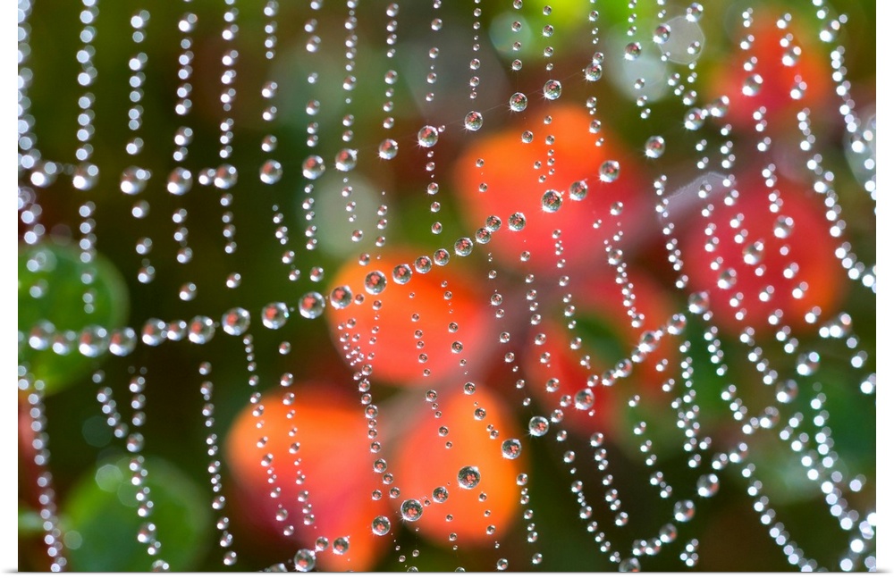 Close-up detail of dewdrops in a row on a spiderweb with an autumn color in the background, Oregon, united states of America.