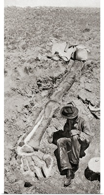 Discovery Hind Leg Of The Dinosaur Diplodocus, By Henry Fairfield Osborn In 1898