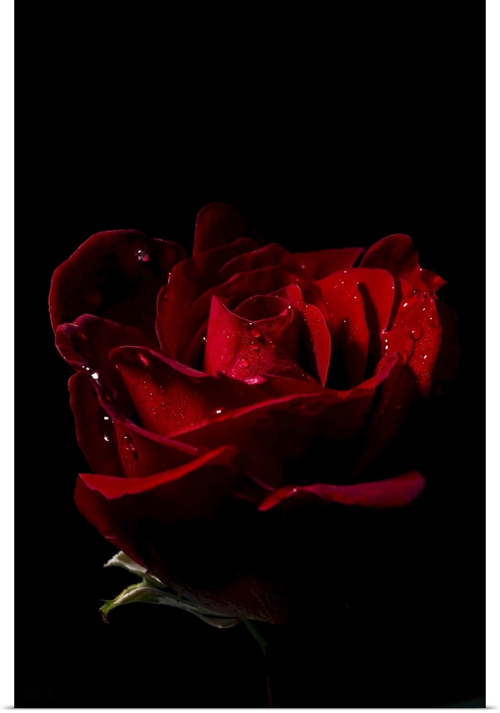 Don Juan rose (rosa rugosa) with water droplets on a black background.