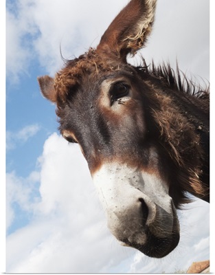 Donkey's head against a blue sky with cloud, Charente, France