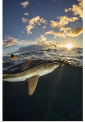 Dorsal Fin Of A Blacktip Reef Shark Breaks The Surface Off The Island Of Yap, Micronesia