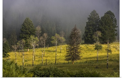 Douglas Fir And Aspen Trees In Morning Fog In Yellowstone National Park