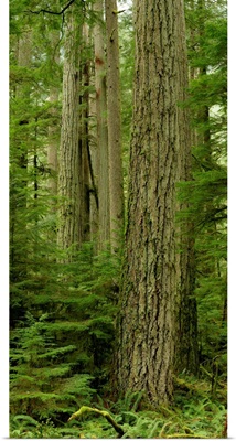 Douglas Firs And Sitka Spruce, Cathedral Grove, British Columbia, Canada