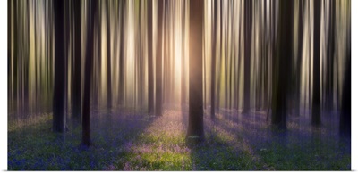 Dreamy Bluebell Woodland Sunrise In Spring