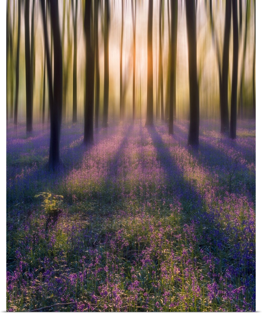 Dreamy bluebell woodland sunrise in spring.