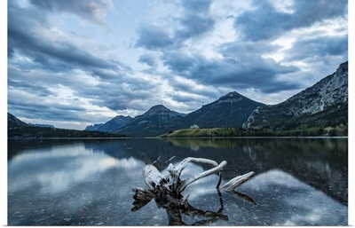 Driftwood In The Clear Water, Waterton Lakes National Park, Alberta, Canada