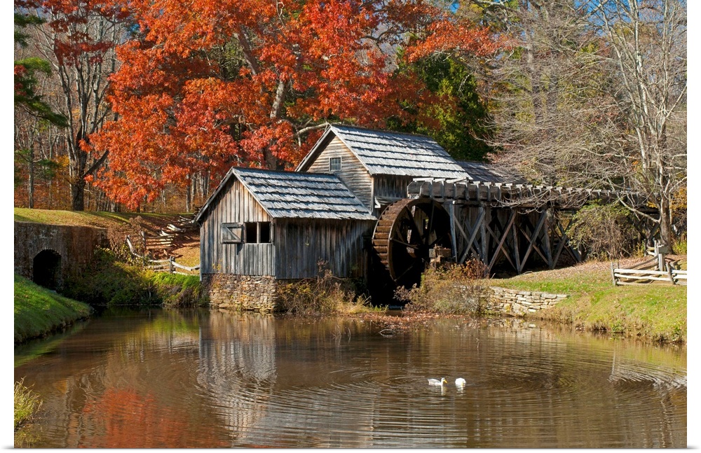 Ducks swimming in a pond at an old grist mill in an autumn landscape.