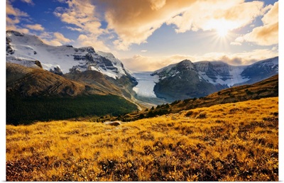 Dwarf Birch, Athabasca Glacier And Snow Dome, Columbia Icefields, Alberta, Canada