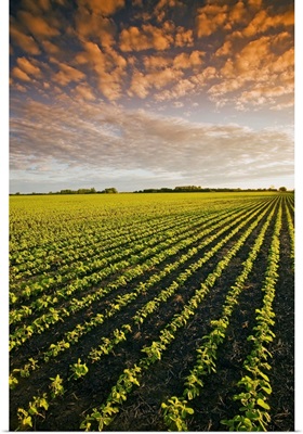 Early Growth Soybean Field Near Lorette, Manitoba, Canada