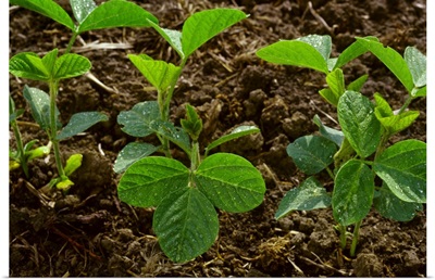 Early growth soybean plants growing in a minimum tillage field, Mississippi