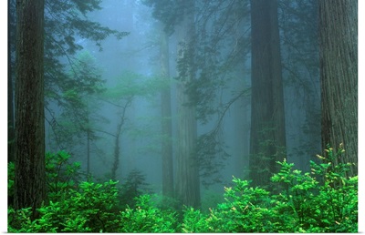 Early Morning In The Forest, Humboldt, California, Usa