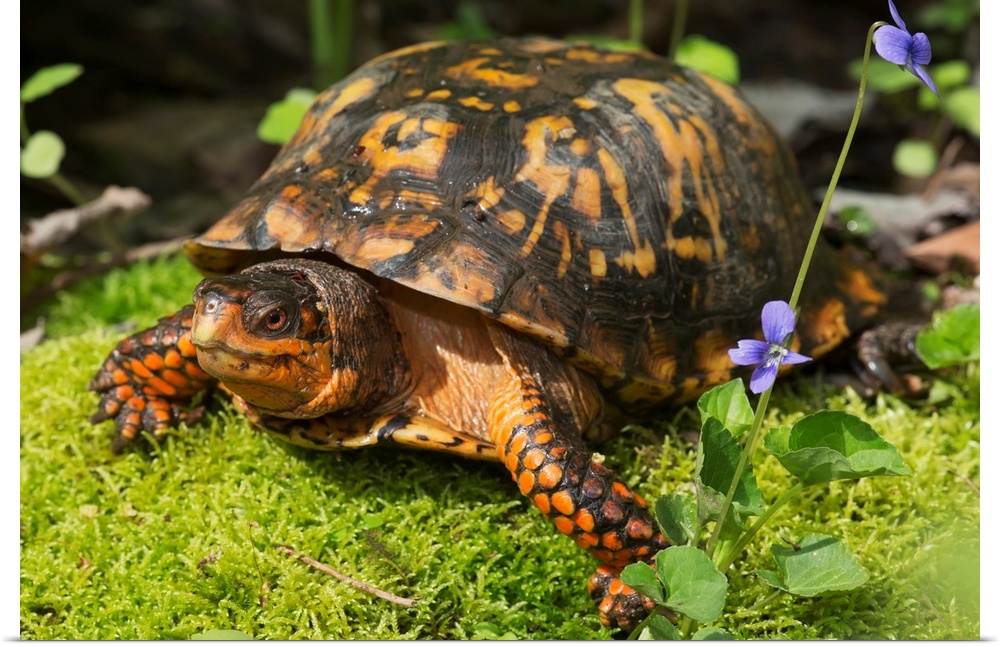Eastern box turtle on sphagnum moss among blue violets, Connecticut