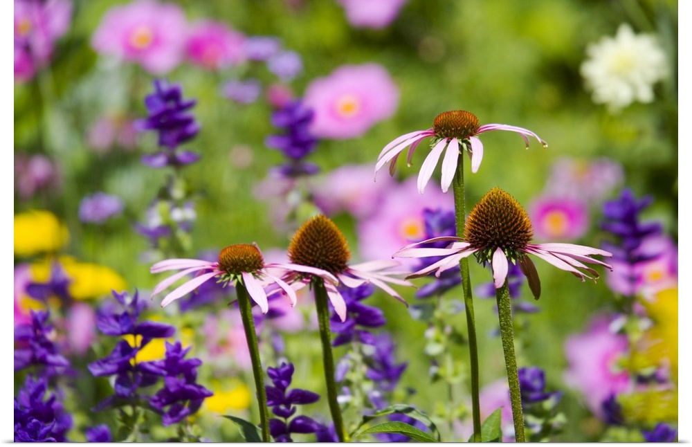 Echinacea or Coneflowers and other herbaceous perennials in the Botanic Garden in Oxford.