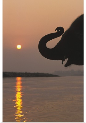 Elephant, Chitwan National Park, Nepal