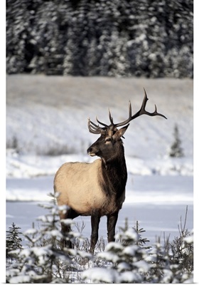 Elk (Cervus Canadensis) Bull During Winter