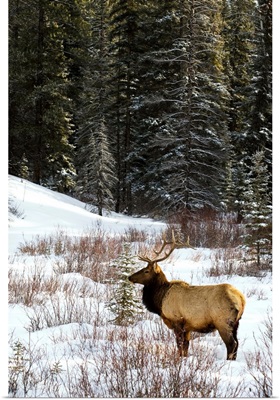 Elk In Winter Forest, Banff National Park, Alberta, Canada