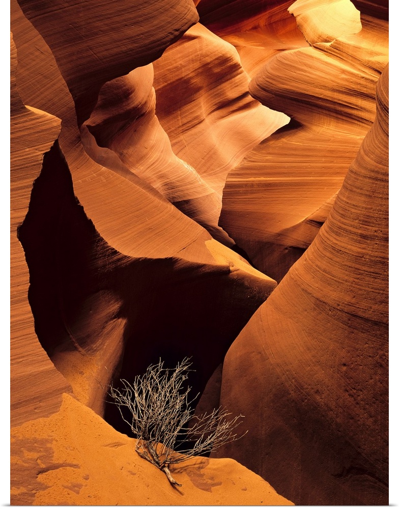Large vertical photograph of an eroded canyon. Single tumbleweed branch in foreground amplifies vastness and emptiness of ...