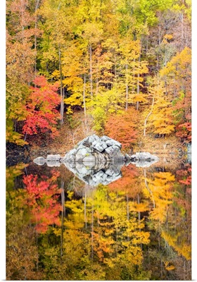 Fall Colored Foliage Along The C&O Cana, Cabin John, Maryland