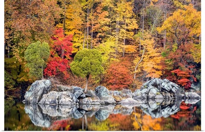 Fall Colored Foliage Along The C&O Cana, Cabin John, Maryland