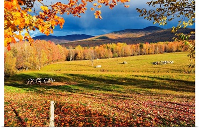 Fall Colours, Cows In Field And Mont Sutton, Sutton, Quebec, Canada