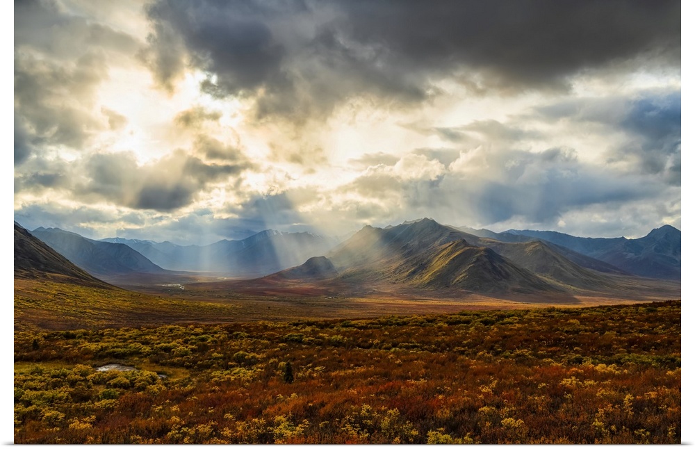 Fall colours ignite the landscape of the Dempster Highway with vibrant colours; Dawson City, Yukon, Canada.