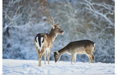 Fallow Deer (Dama Dama) On A Snowy Meadow, Bavaria, Germany