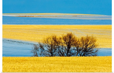 Farmland In Winter, Near Bengough, Saskatchewan, Canada