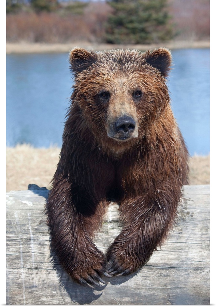 Female Brown Bear At The Alaska Wildlife Conservation Center, Alaska