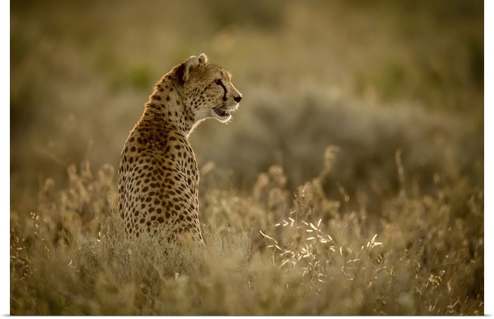 Female cheetah (acinonyx jubatu) sits in grass facing right, Serengeti national park, Tanzania.