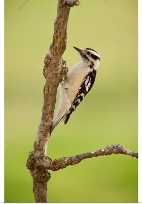 Female downy woodpecker on a tree branch, Ohio United States of America