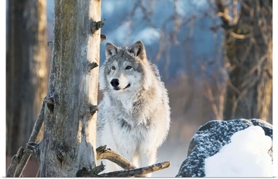 Female Gray Wolf, captive, Alaska Wildlife Conservation Center, Portage, Alaska
