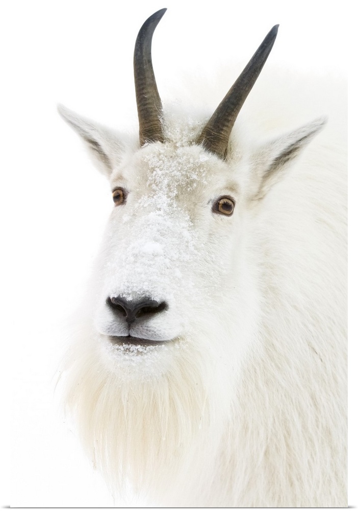 A female Mountain goat looks at camera.  Portrait shot of a captive goat.  Winter.  A few specks have been photoshopped ou...