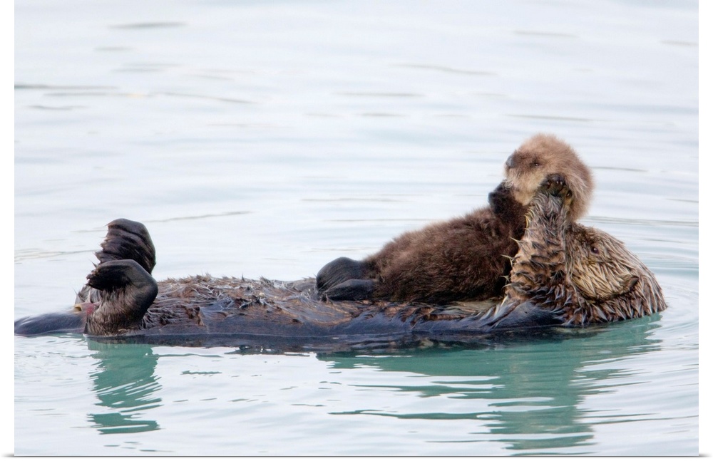 Female Sea Otter Holds Newborn Pup While Floating In Prince William Sound, Alaska