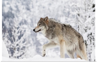 Female Tundra Wolf in snow