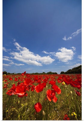 Field Full Of Red Flowers; Northumberland, England