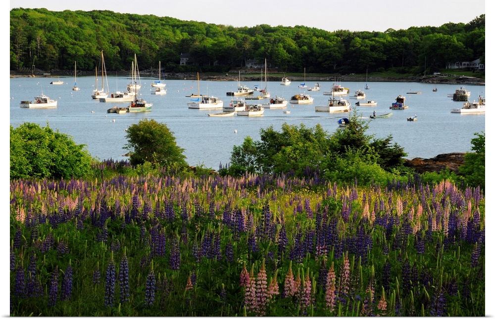 Field of flowering lupines in front of a boat-filled Round Pond.