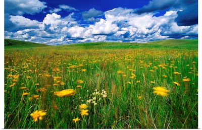 Field Of Flowers, Grasslands National Park, Saskatchewan, Canada