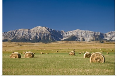 Field Of Hay Bales, Alberta, Canada