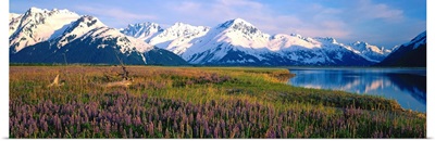 Field Of Lupine Flowers Along Turnagain Arm, Southcentral, Alaska