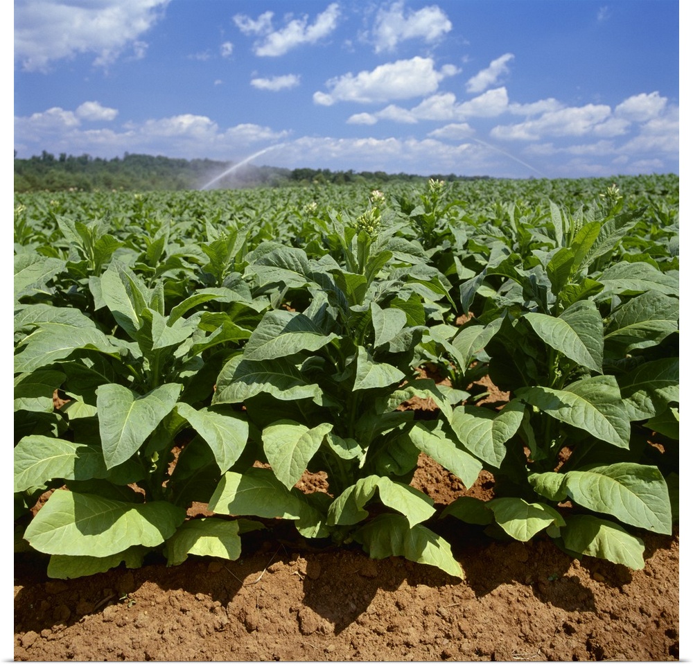 Field of mid growth Flue Cured tobacco plants, with sprinkler irrigation