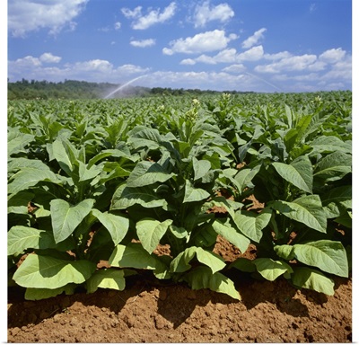Field of mid growth Flue Cured tobacco plants, with sprinkler irrigation