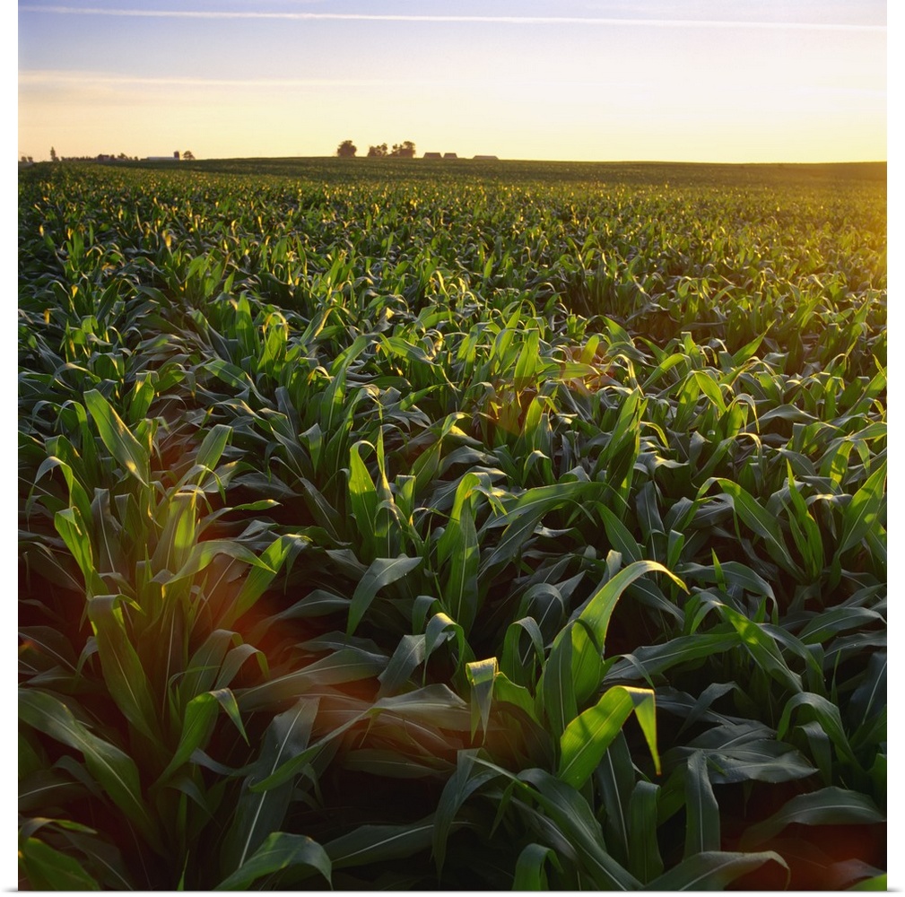 Field of mid growth pre-tassel stage grain corn at sunset with a farmstead