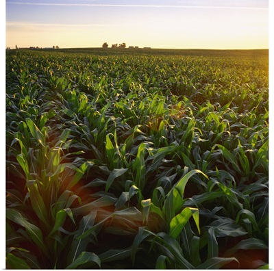 Field of mid growth pre-tassel stage grain corn at sunset with a farmstead