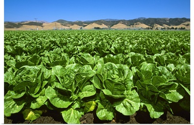 Field of Romaine lettuce in midsummer