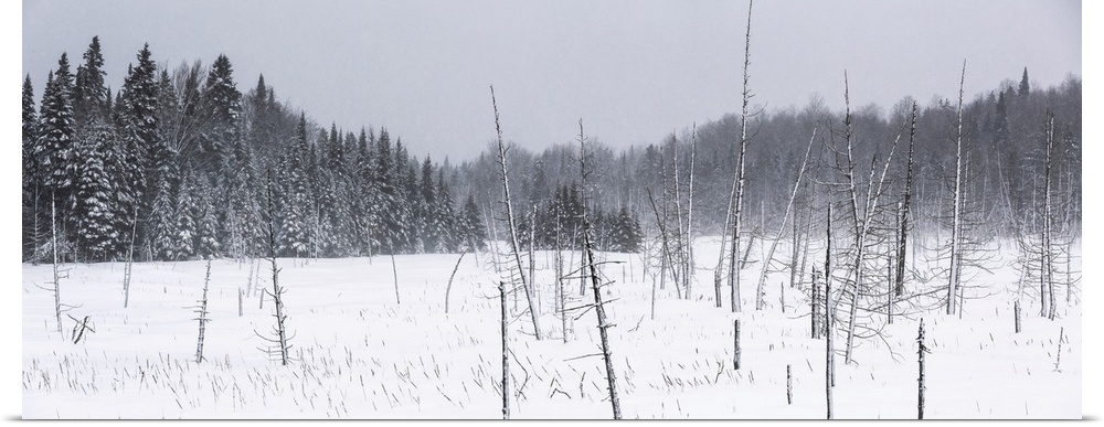 Field of snow in a forest during a winter storm; Mont Saint Saveur, Quebec, Canada