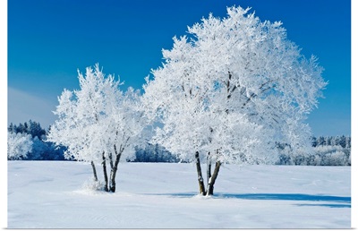 Field With Frost Covered Trees, Birds Hill Provincial Park, Manitoba, Canada
