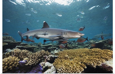 Fiji, Beqa Lagoon, Whitetip Reef Shark (Triaenodon Obesus)