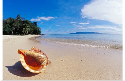 Fiji, Charonia Tritonis, A Triton's Trumpet Shell On Sandy Beach