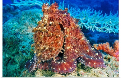 Fiji, Day Octopus (Octopus Cyanea) With Textured Body On Coral